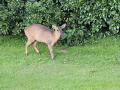 Deer in the Garden